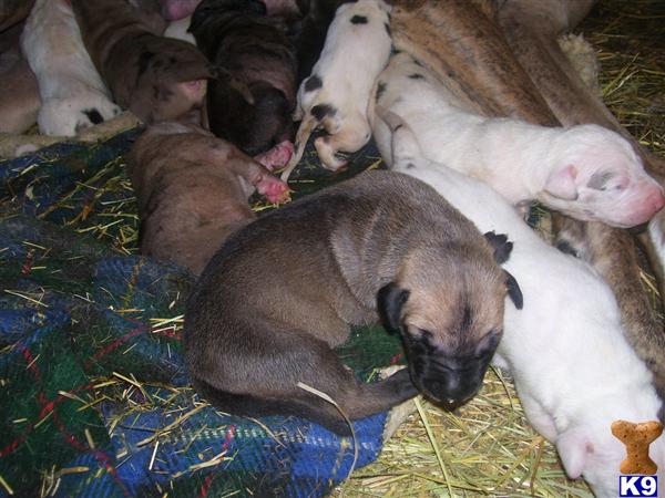 Great Dane Puppies